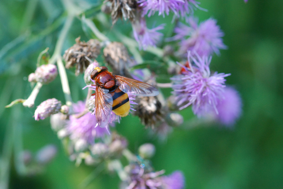 Volucella zonaria